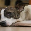 dogs tortured