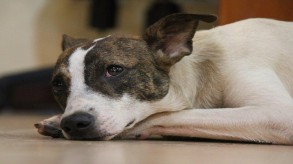 This man tortured and starved 26 dogs to near death conditions – An incident that will shock you