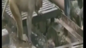 Doctor Monkey brings back an electrocuted monkey from death