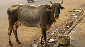 After the freedom of speech, people have now lost the freedom to eat. Welcome to anti-democracy!