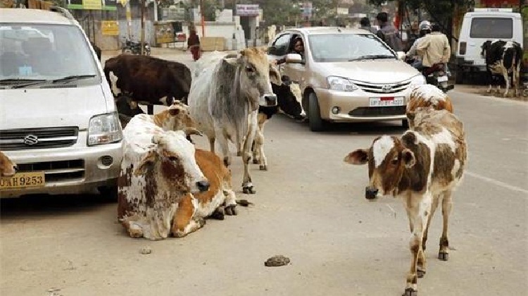 The Plight Of A Person Driving In Allahabad – One Thing That Every Allahabadi Can Relate With!
