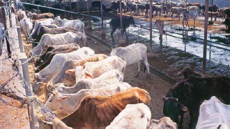 Himachal Pradesh Wants To Take Beef Ban To A Whole New Level. Will Extremism Become A Law?