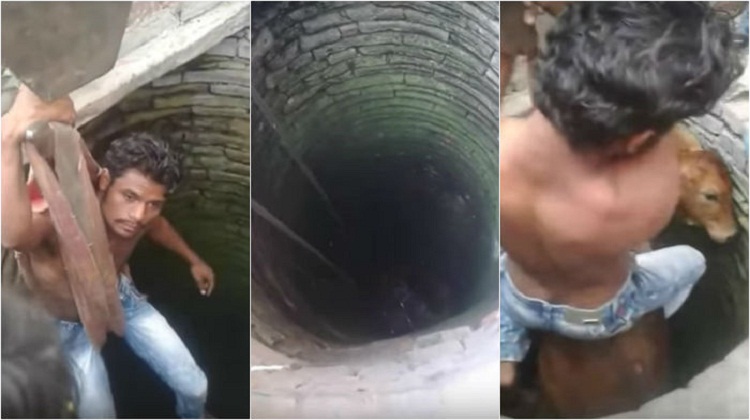 Media Won’t Show This Story Of A Muslim Boy And A Cow, Because It Isn’t Lynching